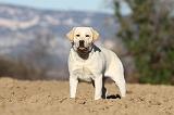 LABRADOR 601